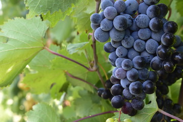 Purple wine grapes in the vinyard