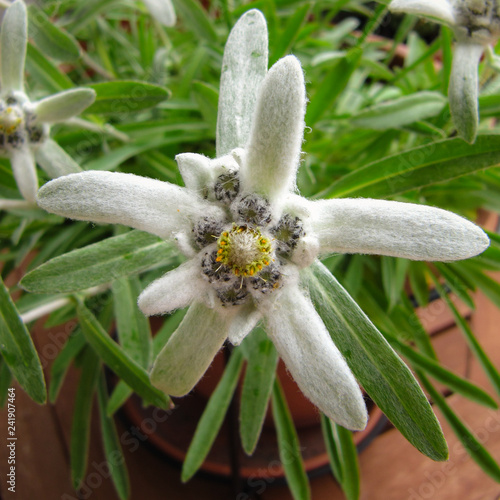"Edelweiss growing in the pot on the wooden balcony table, grown from
