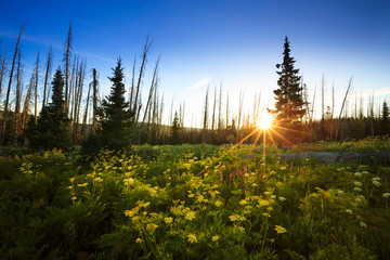 Wildflowers bloom at sunrise at Cedar Breaks National Monument, Utah