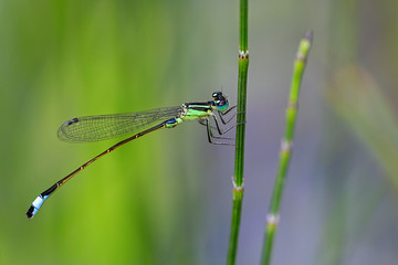 Gemeine Binsenjungfer Libelle