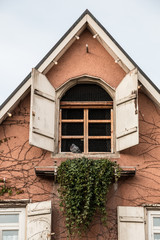 Old house with ivy and white shutters