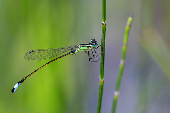 Gemeine Binsenjungfer Libelle