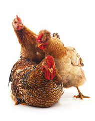 Rooster and two hen.