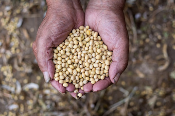 Autumn harvest of soybeans / farmers holding yellow beans