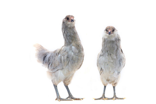 Two Blue Americauna chickens on a white background