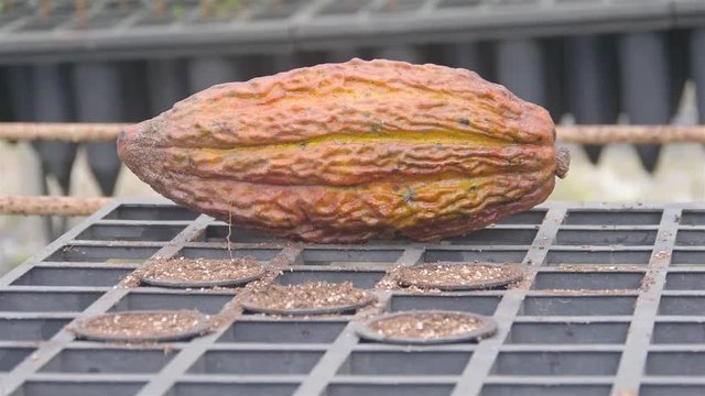 A Big Yellow Cacao Fruit In Front of new Plantation 