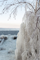 Icicle birch in a sea shore