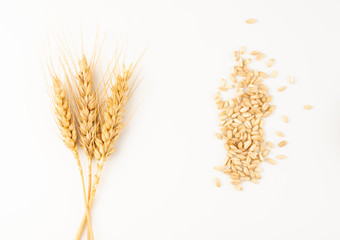 spike and wheat grains
