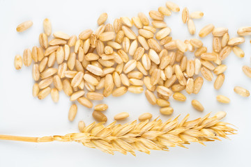 spike and wheat grains
