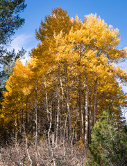 Golden aspen trees