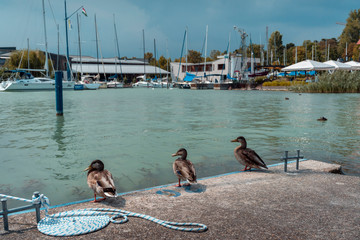 Trois canard devant la marina du lac balaton