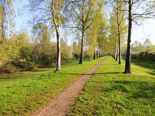 Birch Alley in the spring morning