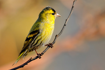 The Eurasian siskin (Spinus spinus) is a small passerine bird in the finch family Fringillidae