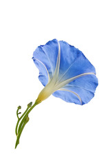 Blue ipomoea "Morning glory" isolated on white