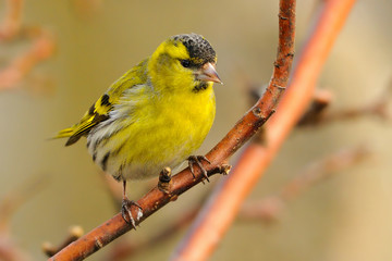 The Eurasian siskin (Spinus spinus) is a small passerine bird in the finch family Fringillidae
