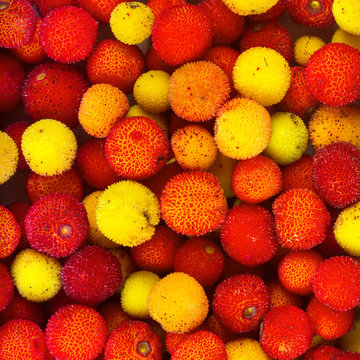 Yellow and red fruits of Arbutus unedo.