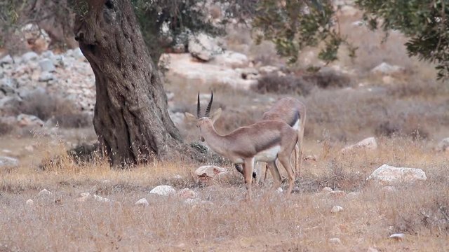 Israeli Mountain gazelle  Beautiful shot of Israeli Mountain gazelle in the nature