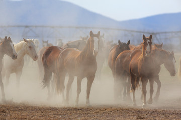 Utah Ranch Horses in a dusty field