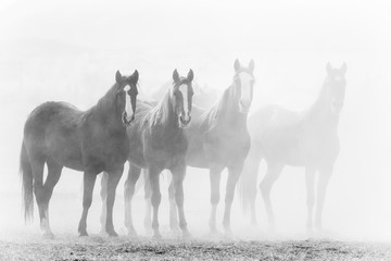 Black and white photo of ranch horses in a row, fading into a dusty background. - 241911253