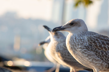 Fototapeta na wymiar seagulls looking at sea