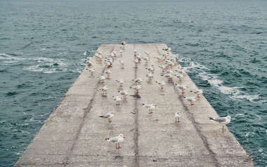 Seagulls on a concrete ground. Art photo with added film and grain filter