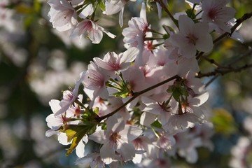 Pink and white cherry blossom, sunlit in springtime