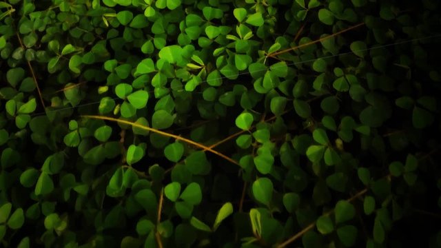 4K vertical pan of a field of green clovers