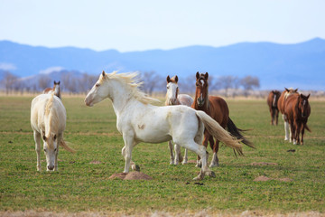 Galloping white horse in a Utah pasture