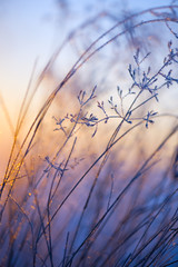 Close-up of frost covered grasses lit by low angle sun. Selective focus and shallow depth of field.