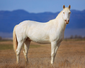 Obraz na płótnie Canvas White horse in a field on a Utah ranch