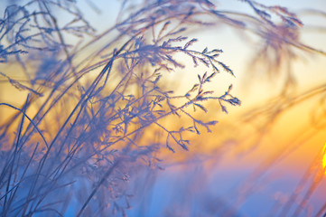 Close-up of frost covered grasses lit by low angle sun. Selective focus and shallow depth of field.