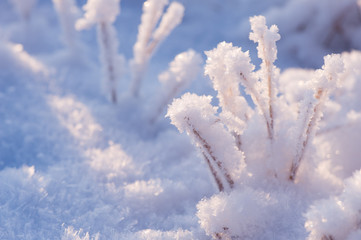 Fresh snow and hoarfrost on dried plants