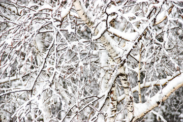 A winter day, a rural landscape frozen branches of trees  covered with snow.