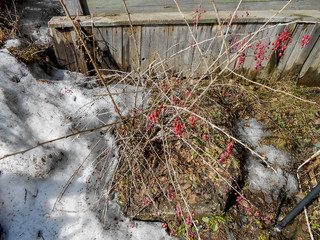 the beginning of spring, pulling up the ice crust on the snow, countryside, twigs of bushes in thawed