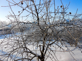 Fototapeta na wymiar A winter clear day, a rural landscape with a rustic garden covered with snow. frozen branches of trees in rime against blue sky