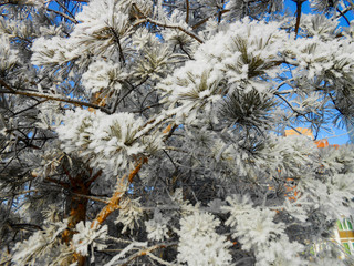A winter clear day, a rural landscape with a rustic garden covered with snow. frozen branches of...