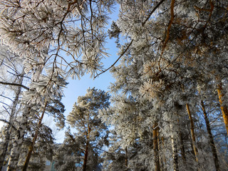 A winter clear day, a rural landscape with a rustic garden covered with snow. frozen branches of...