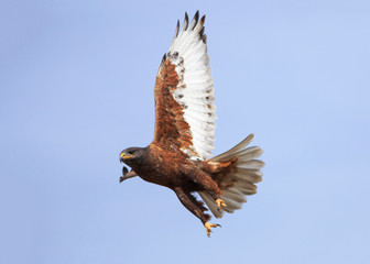 A Rough-legged Hawk takes flight