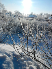 A winter clear day, a rural landscape with a rustic garden covered with snow. frozen branches of...