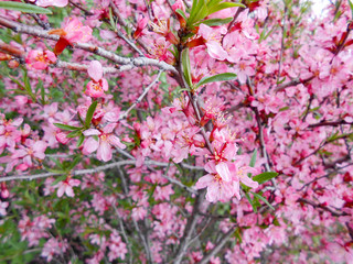 apple tree bloom with leaves