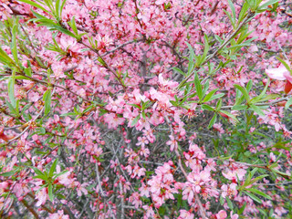 apple tree bloom with leaves