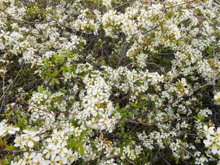 apple tree bloom with leaves