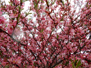 apple tree bloom with leaves