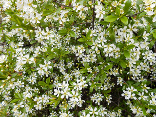 apple tree bloom with leaves