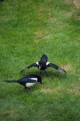 Magpie looking for food on a lawn with its hungry juvenile