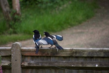 Juvenile magpie demanding food from parent