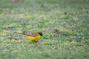 Sarı kuyruksallayan » Western Yellow Wagtail » Motacilla flava