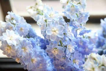Unusually gentle light blue flowers with white