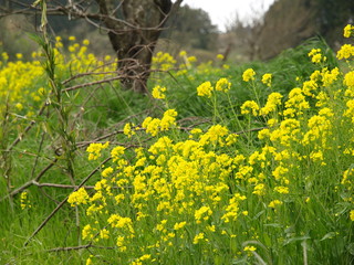 菜の花の季節