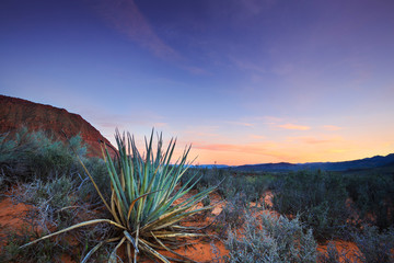 Yucca cactus in the red desert of Kayenta, in Ivins, Utah
